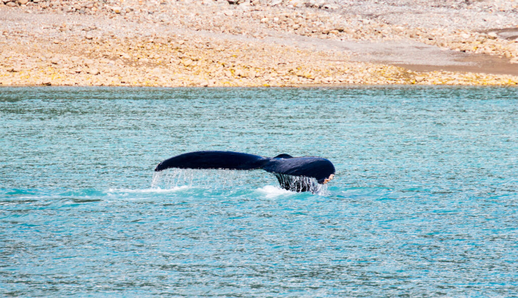 Humpback whale tail sticking out of bright blue water with a tan landscape in the background on a sunny day.
