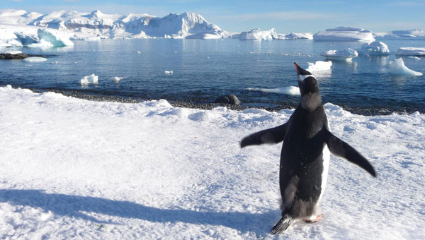 Gentoo penguin stands on a snow-laden hillside overlooking icy waters during an Antarctica Chile cruise.