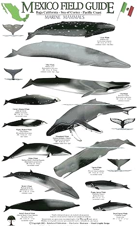 Thumbnail image of the Baja Sea of Cortez Marine Mammal Guide with tiny images of whales, dolphins and porpoise with written descriptions.
