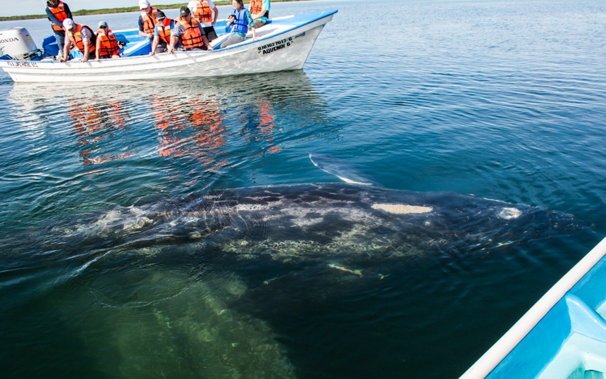 Gray whales seen underwater close to a small boat full of travelers