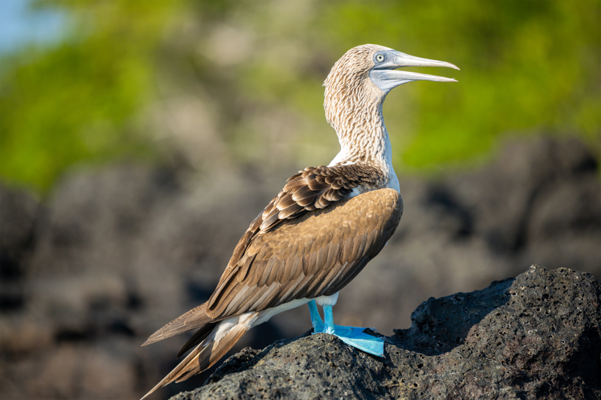 Blue footed boobie with its beak open sitting o lava rock in the galapagos