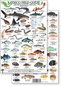 Thumbnail image of Baja, Sea of Cortez Reef Fish Field guides with tiny images of fish, sharks and marine life with descriptions.