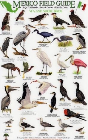 Thumbnail of the Mexico Field Guide to Baja California Sea and Shore Birds with small images of many birds and their descriptions.