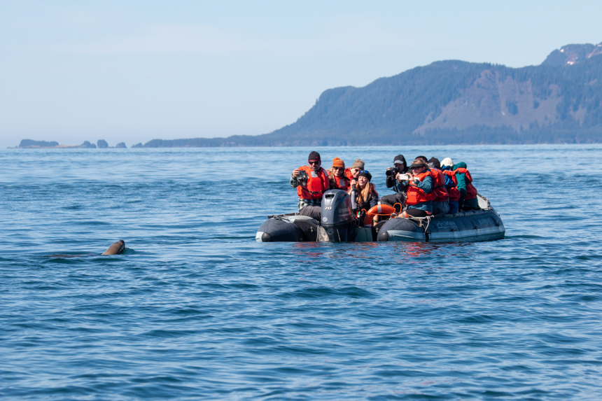 Guest in lifevests snap a picture off a small skiff on a seal popping up to say hello in calm blue waters 
