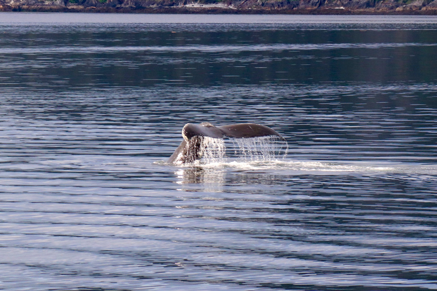 Dark grey whale tail dripping with water disappears into the water after breaching in Glacier Bay National Park Alaska.