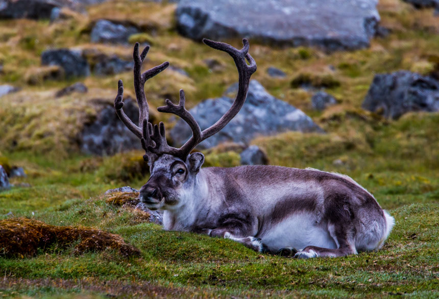 Svalbard reindeer with brown & white fur & large antlers lays atop bright green grass & gray boulders during an Arctic cruise.