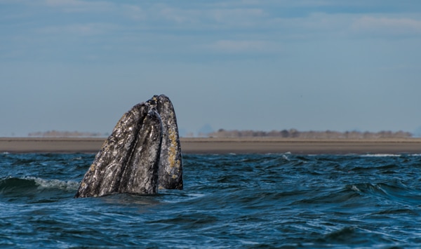 A gray whale spy hops out of a blue ocean in Magdalena Bay Baja California
