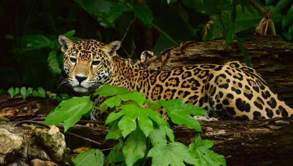 Jaguar with tan skin with black dots lays on a log among dense green jungle leaves, seen on Belize adventure trips.