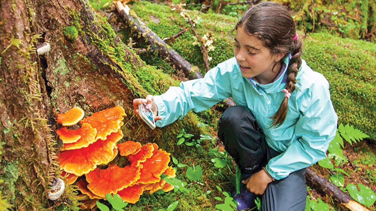A little girl with a braid in her hair takes a photo of a bright orange fungi growing on a tree