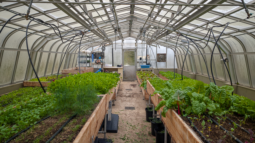 Green house garden with fresh herbs and a variety of green plants