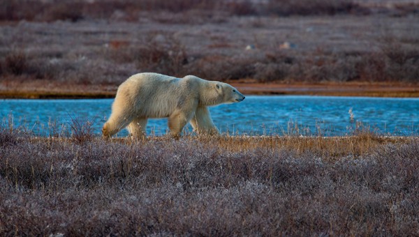 Lone polar bear walks across golden-red tundra beside bright blue sea during the Classic Polar Bear Adventure tour.
