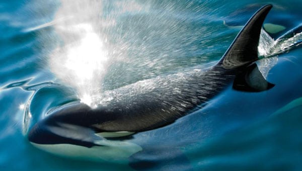 Orca whale comes to the water's surface to breathe in calm water, seen during coastal Pacific Northwest tours.