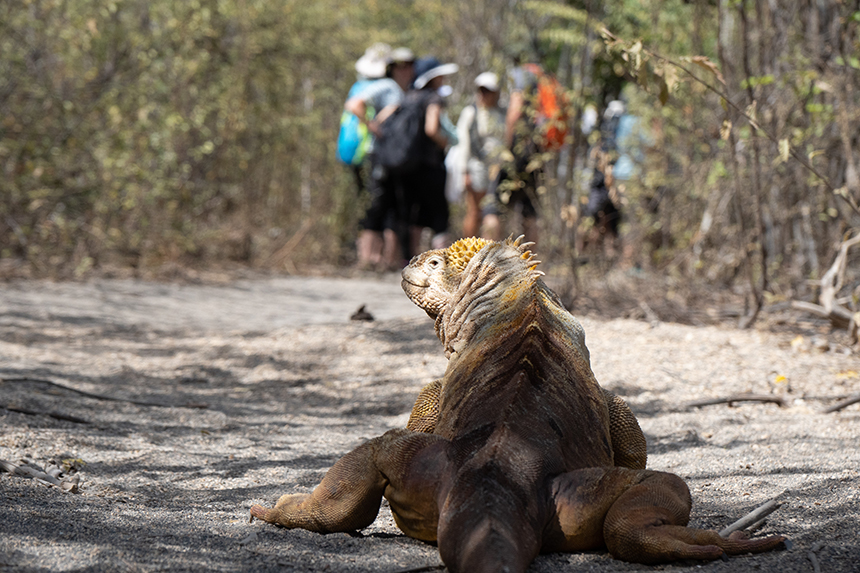 A yellow Galapagos land iguana walks on gravely path between bushes as a group of travelers watch in the background.