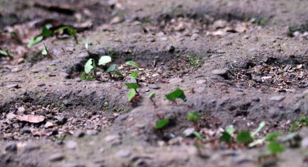 Leaf cutter ants walking in a parade carry small bits of leaves on the top of their bodies.