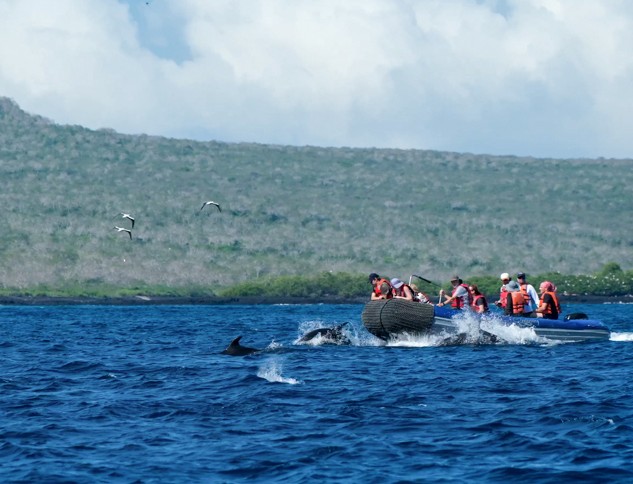 Guests off small zodiac watch in awe of dolphins swimming and playing next to them in the ocean off small island 