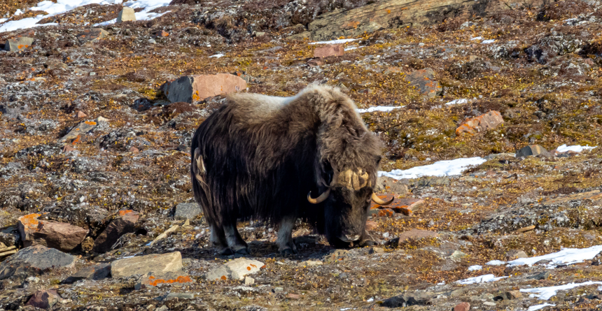 A musk ox with long, shaggy hair stands on a rocky, brown landscape
