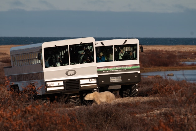 Lone polar bear walks in front of 2 stationary polar rover vehicles among red & gold tundra beside breezy ocean.