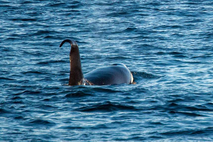 A black and white orca whale gently surfaces the blue water in Alaska its head and curved dorsal fin show. 