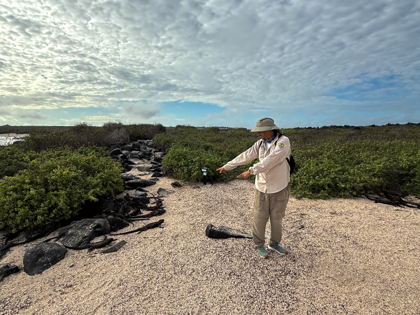 Guide dressed in sun gear pointing out black iguanas in the sand and rocks on a bright sunny day