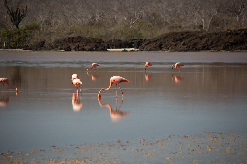 A group of pink flamingoes eat from a dark brown lagoon in the Galapagos as their their image reflects on the water.