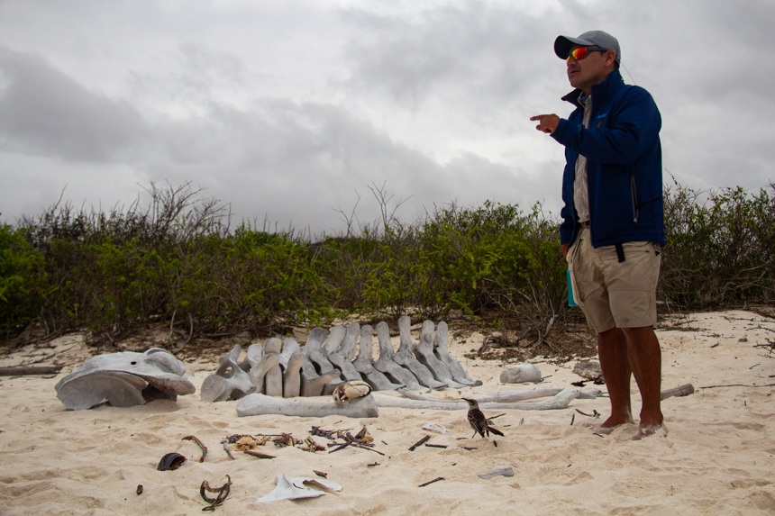 Galapagos naturalist guide stands on beach next to bones from a whale and gives a talk to cruise guests.