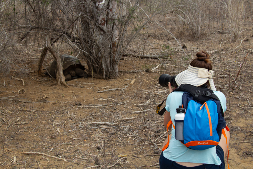 Female travelers kneels down holding long lens camera to take photo of Galapagos giant tortious in front of her.