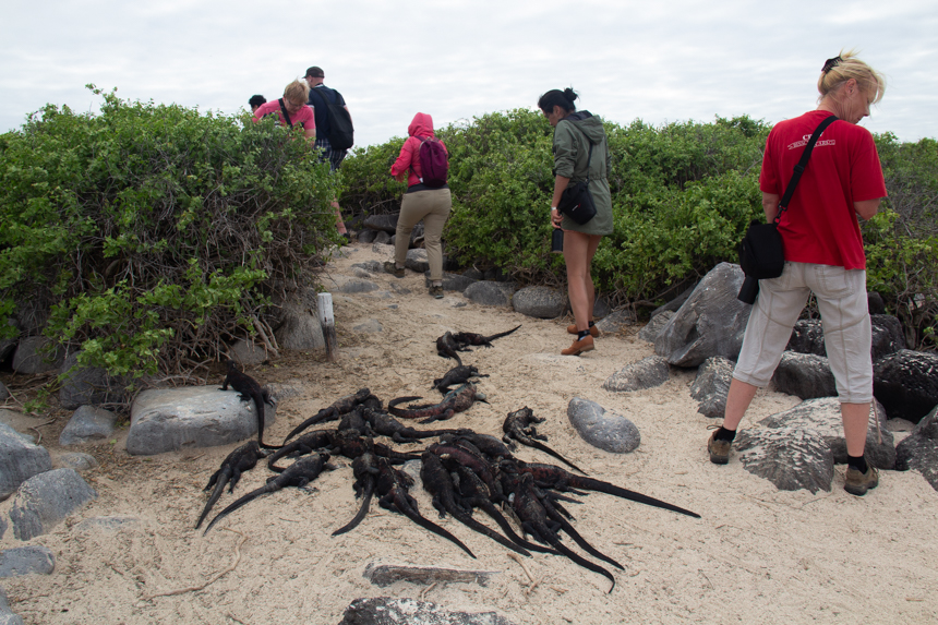 Galapagos travelers walk a trail and avoid stepping on a group of marine iguanas all laying together on the sand,