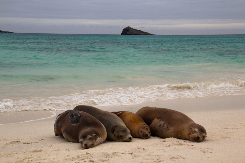 Four Galapagos sea lions lay in a row on the beach against the breaking ocean waves, bright teal sea and island behind them.