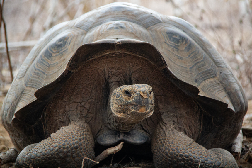 Portrait of Galapagos giant tortious with dome shell, thick scaly skin, small head.