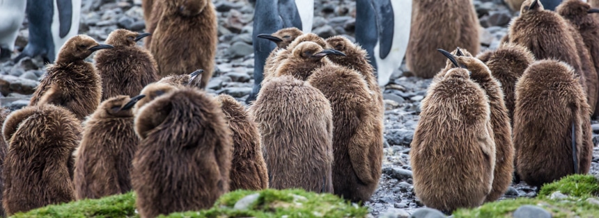 a group of fuzzy, brown, penguin chicks hanging out together on the rocky, wet shore in fortuna bay, antarctica