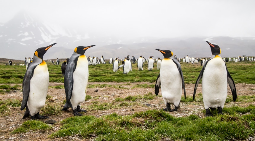 four curious penguins stand together while the rest of the penguin colony is scattered about in the background in antarctica
