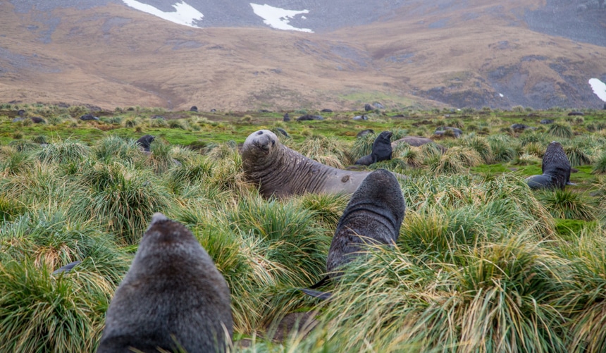 elephant seals relaxing in the lush, green, grassy lands on shore in South Georgia Island of Antarctica with mountains rising the background