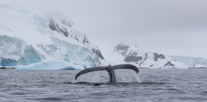 a whale tail out of the ocean water with icebergs and snow capped mountains in the background in antarctica