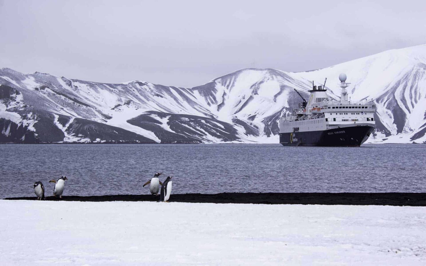 Penguins walking along a beach with a small ship in the background in Antarctica.