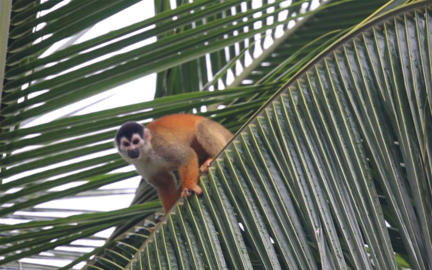 monkey perches on a palm frond in the costa rica forest on an overcast day
