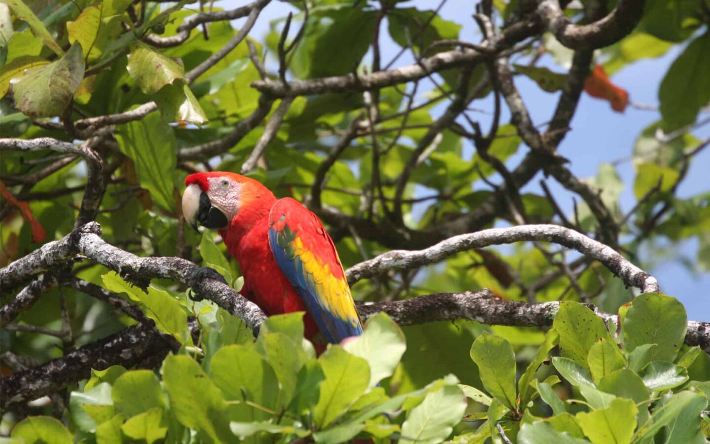 multi colored macaw parrot sits in the costa rica jungle canopy surrounded by bright green leaves on a sunny day
