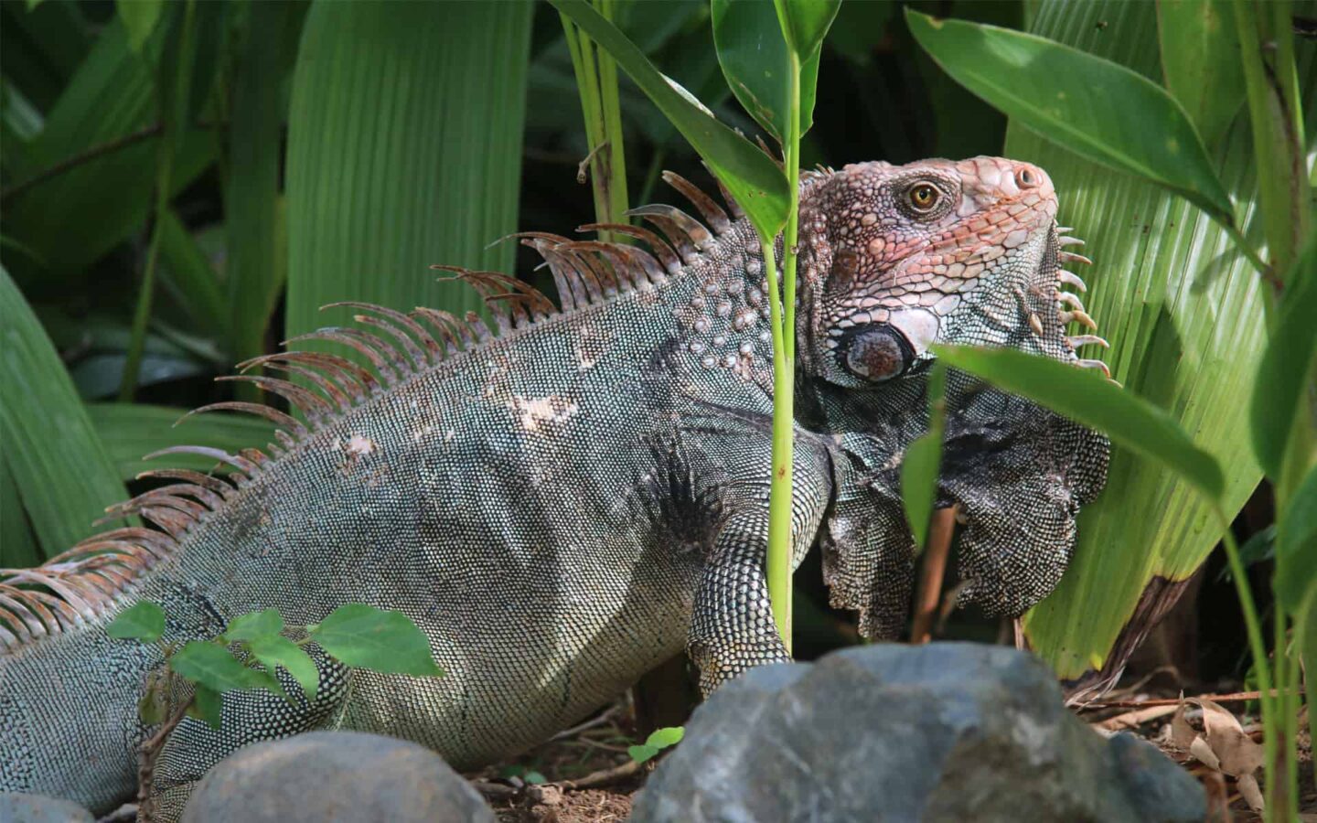 green costa rica iguana with pink head stands in front of small rocks with large green foliage behind it