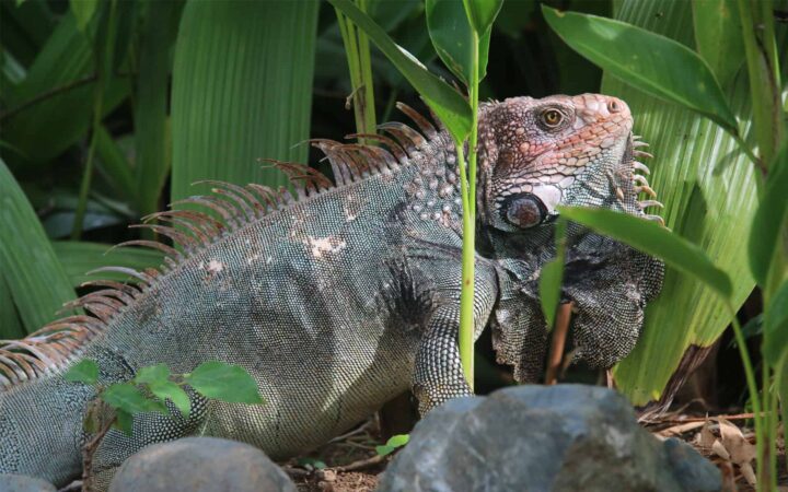green costa rica iguana with pink head stands in front of small rocks with large green foliage behind it