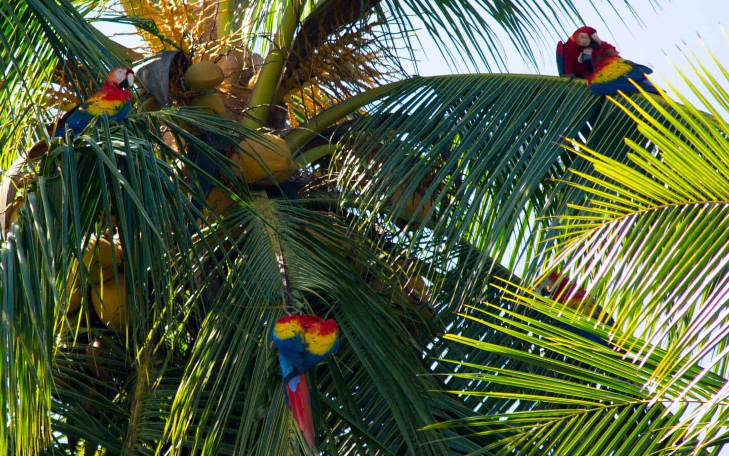 A group of colorful macaws in a palm tree in Costa Rica.