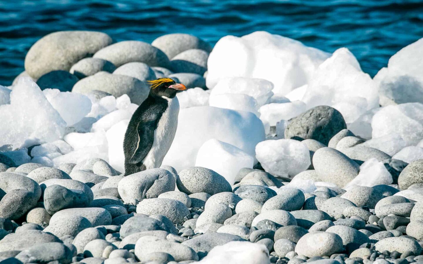 A Macaroni penguin in Antarctica on a rocky beach with snow and water.