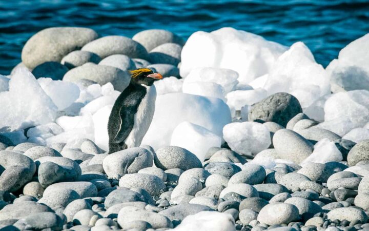 A Macaroni penguin in Antarctica on a rocky beach with snow and water.