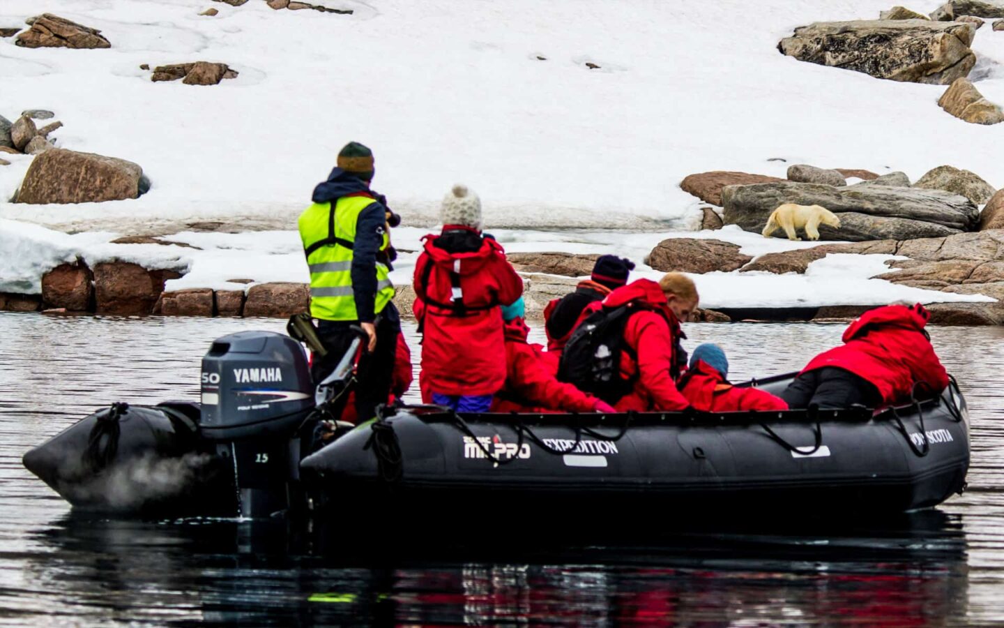arctic travelers cruise on a skiff watching a polar bear walk on shore with a snowy hill behind it