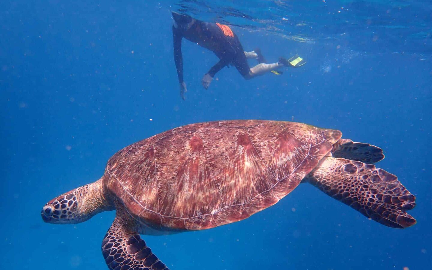 A traveler snorkeling with a sea turtle in Indonesia while on a small ship cruise.