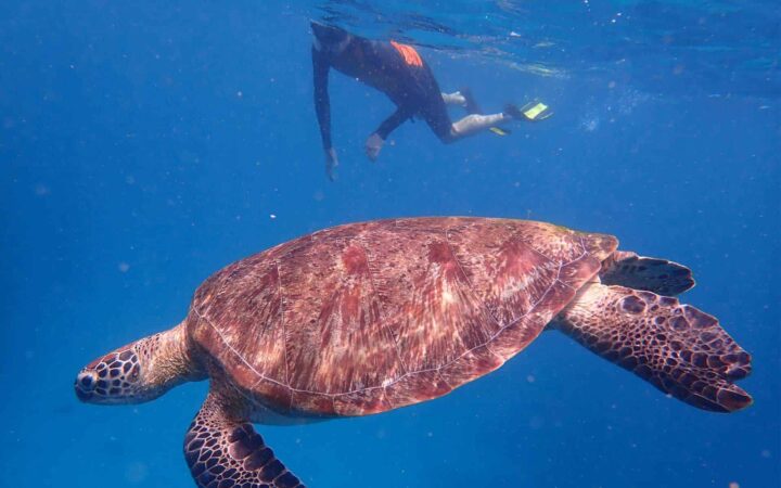A traveler snorkeling with a sea turtle in Indonesia while on a small ship cruise.