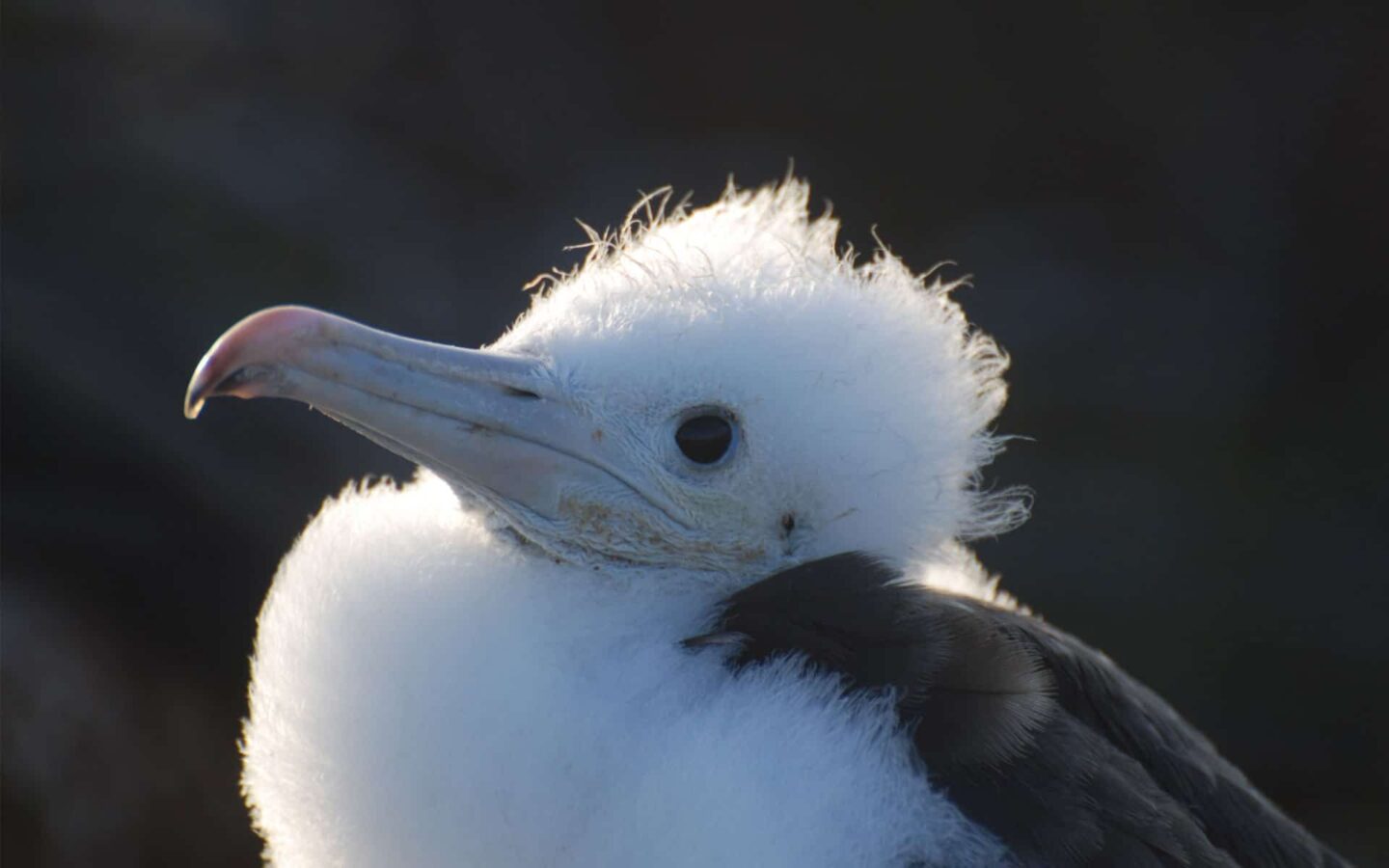 white galapagos sea bird with a fuzzy head shrugs its shoulders