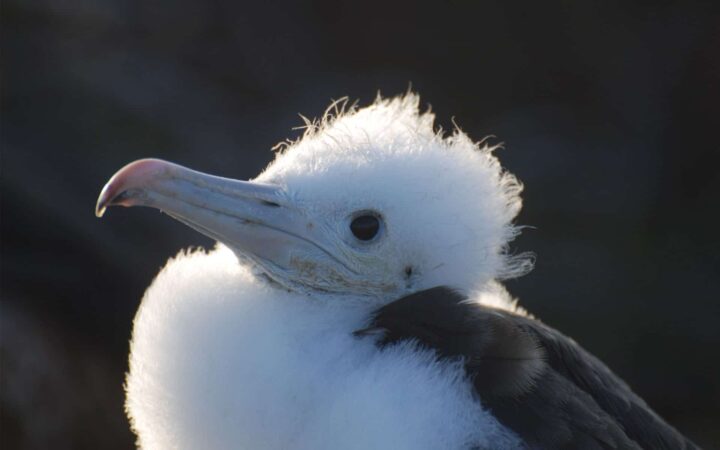 white galapagos sea bird with a fuzzy head shrugs its shoulders