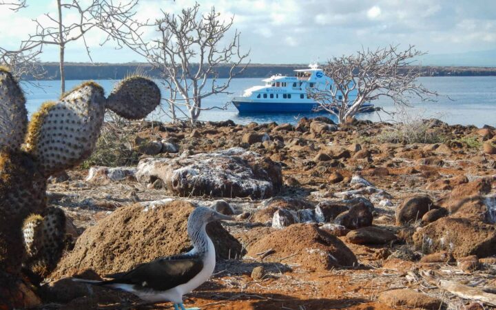 natural paradise galapagos small ship anchored in calm water on an overcast day with a blue-footed booby bird standing on a rocky shoreline in the foreground