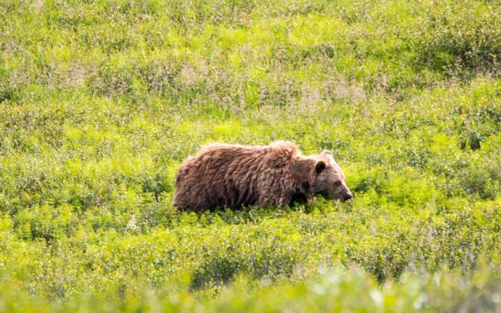 alaskan brown bear walking in a field with tall bright green grass