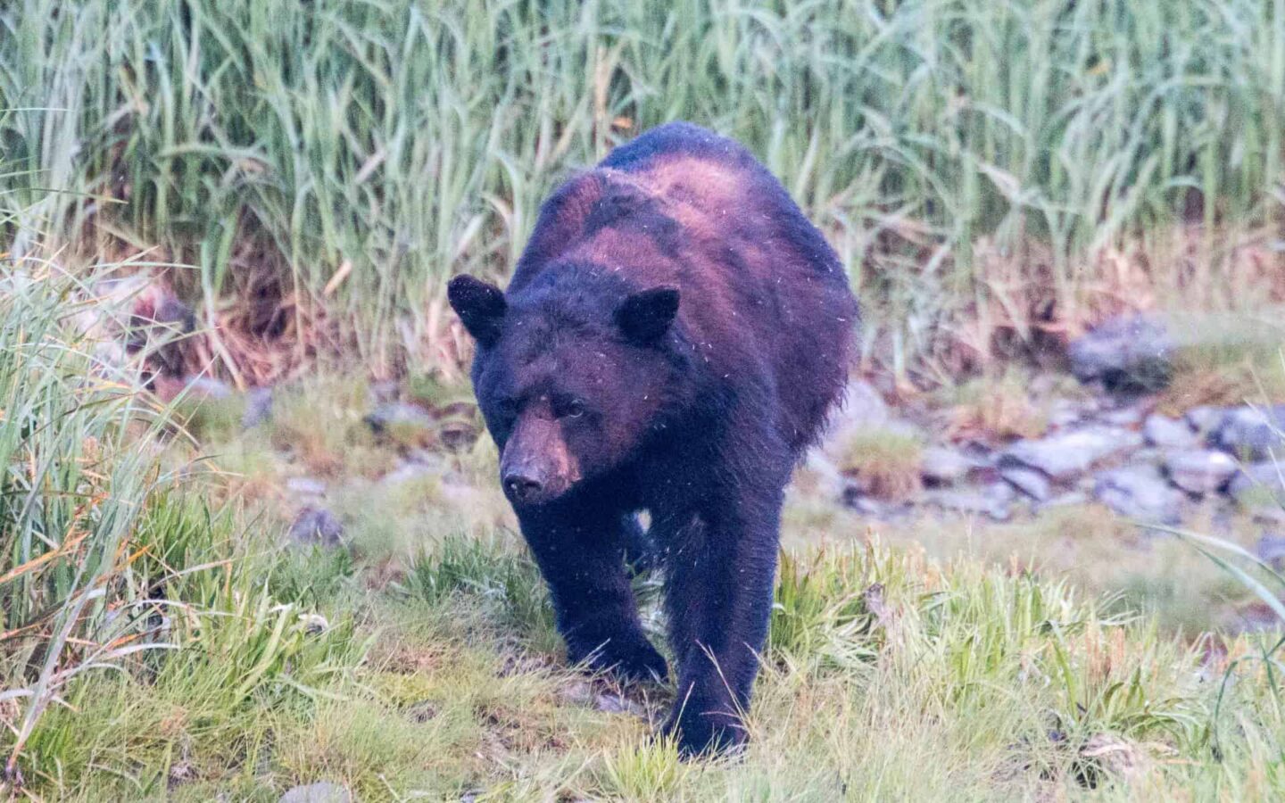 alaskan bear walking over grass