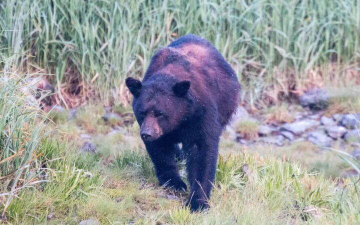 alaskan bear walking over grass